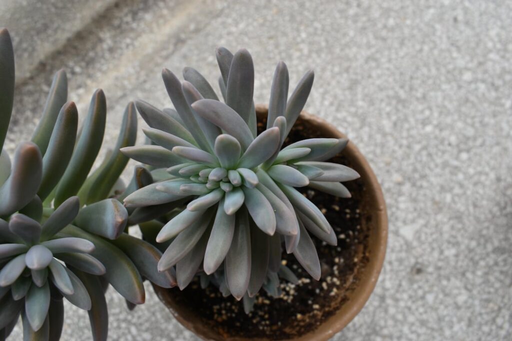 Is this graptosedum crested?