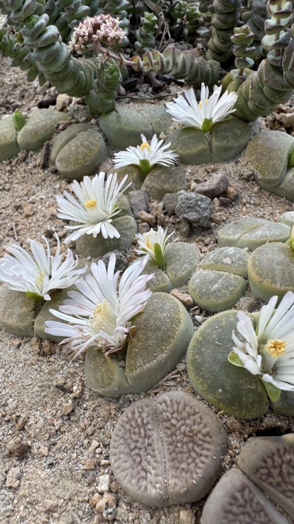 Free range lithops blooming all week