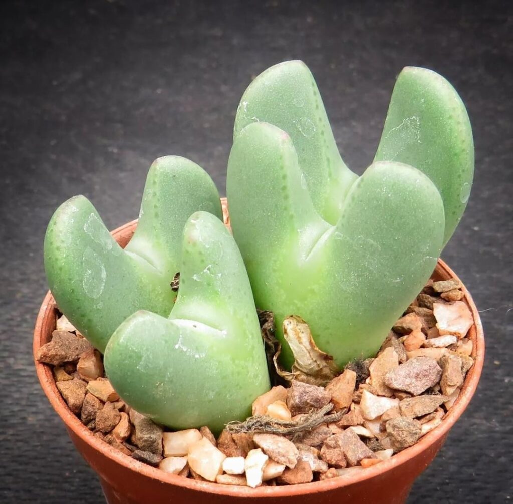 Very excited for this incoming pair!