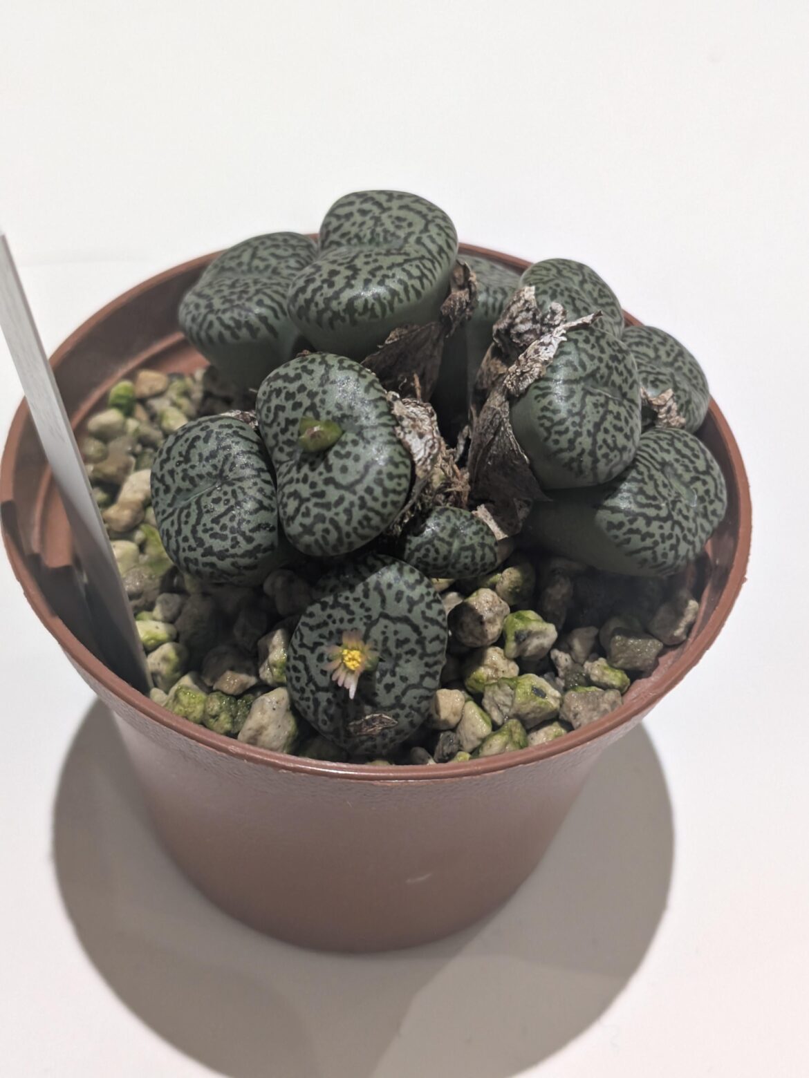 Conophytum obcordellum with a single teeny flower