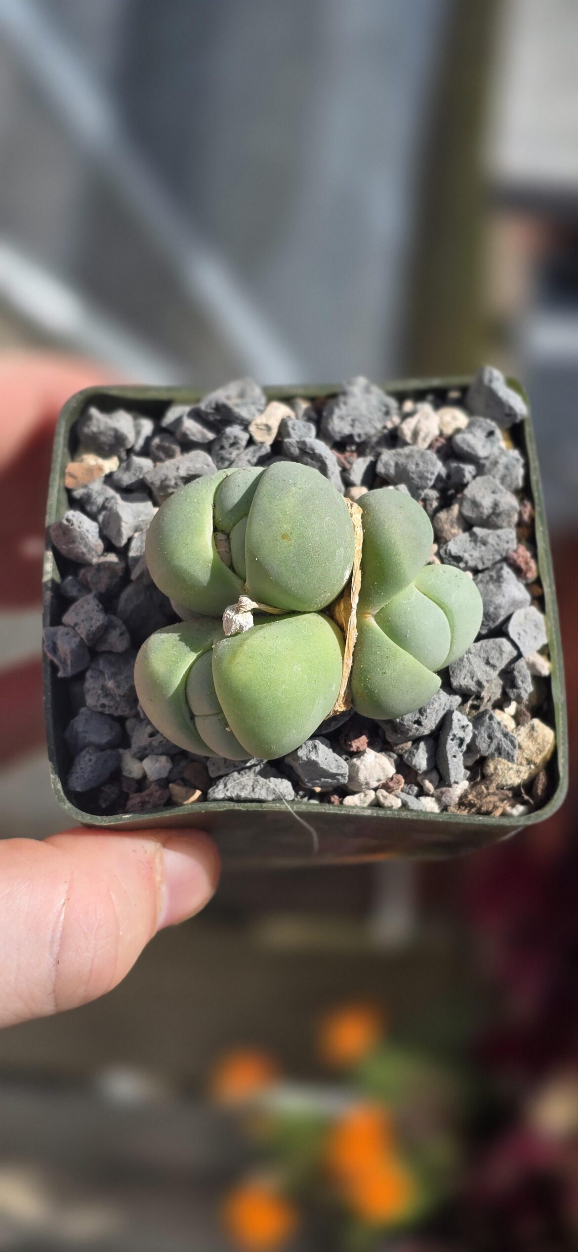 gibbaeum heathii