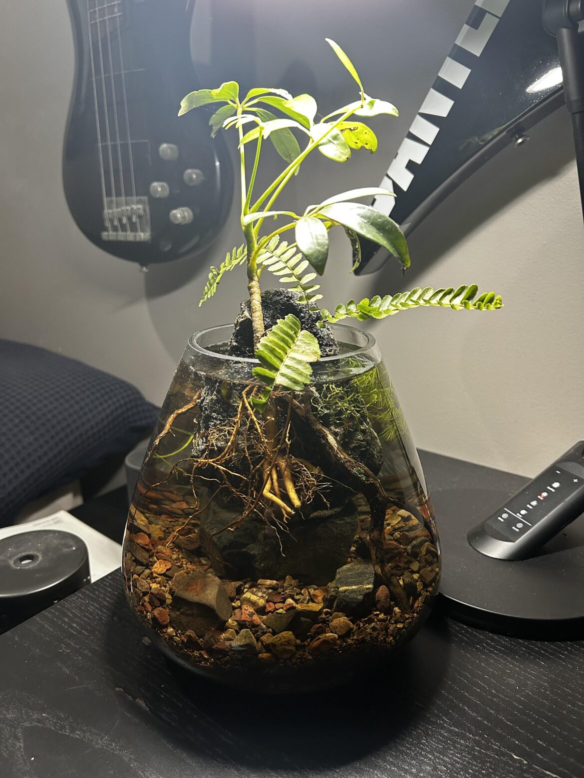 1 Week Later