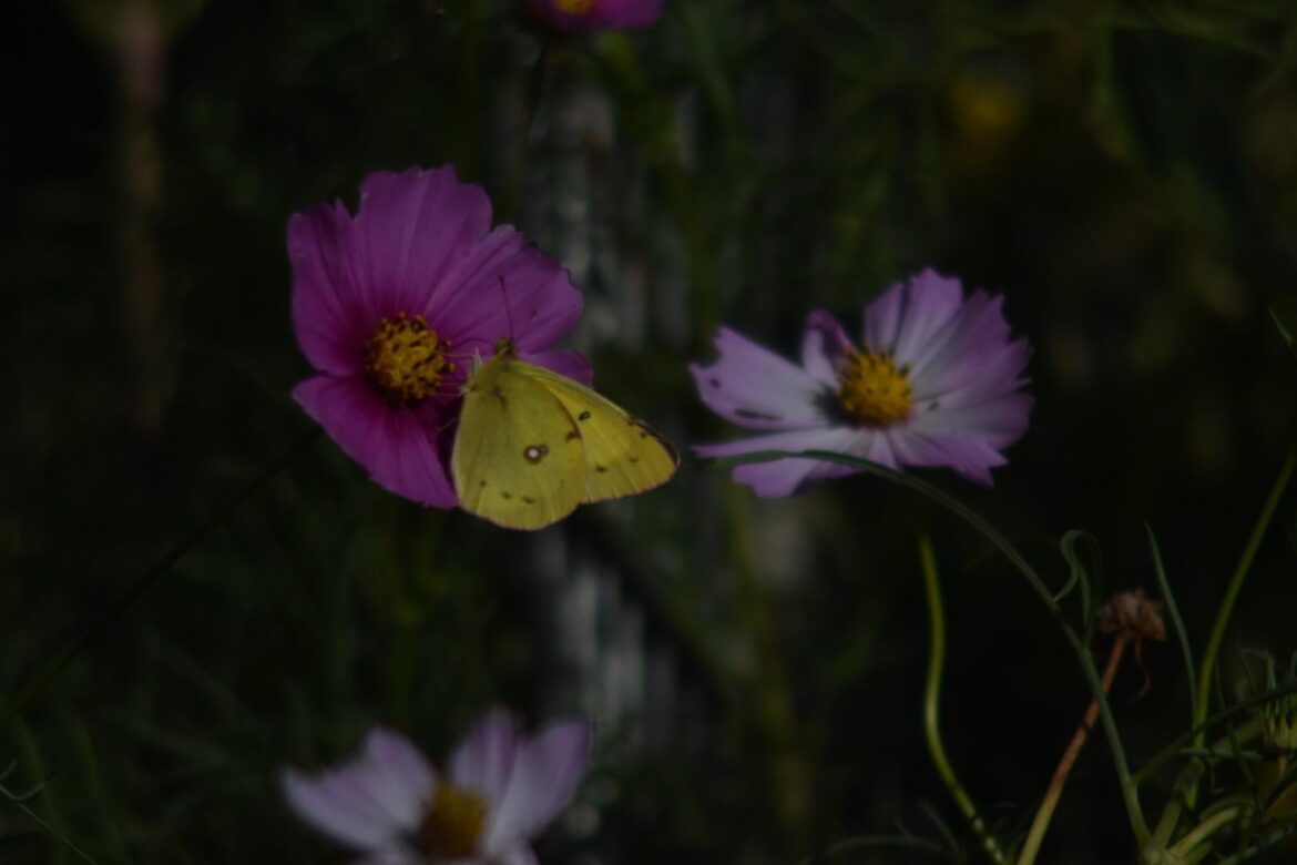 Purple and a white garden Cosmo with slight purple ombré with a Colias philodice yellow butterfly