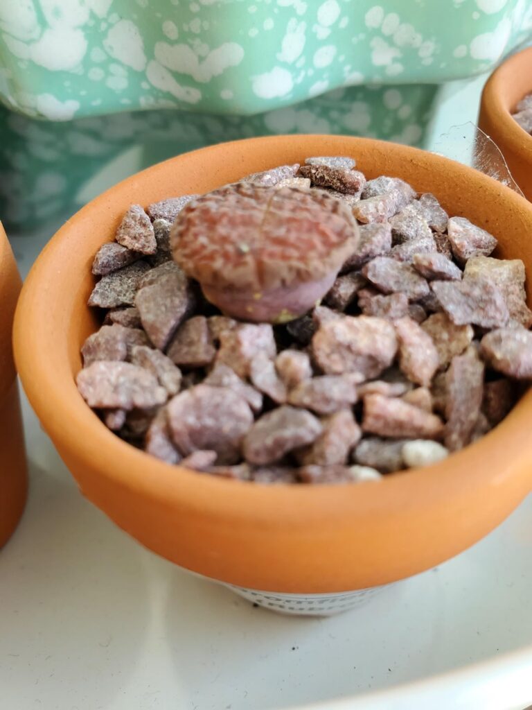 Time to water any of these mesembs?