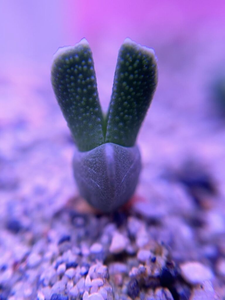 Photos with my new macro lens! 1-2 month old various seedlings