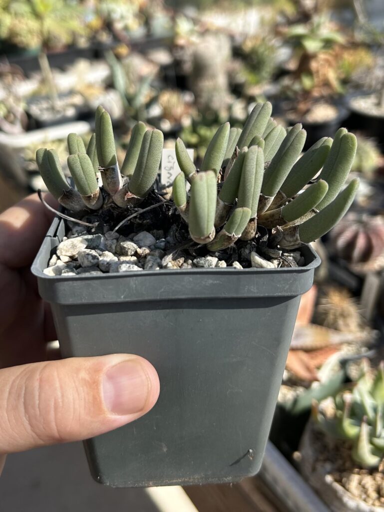 Cheiridopsis cigarettifera