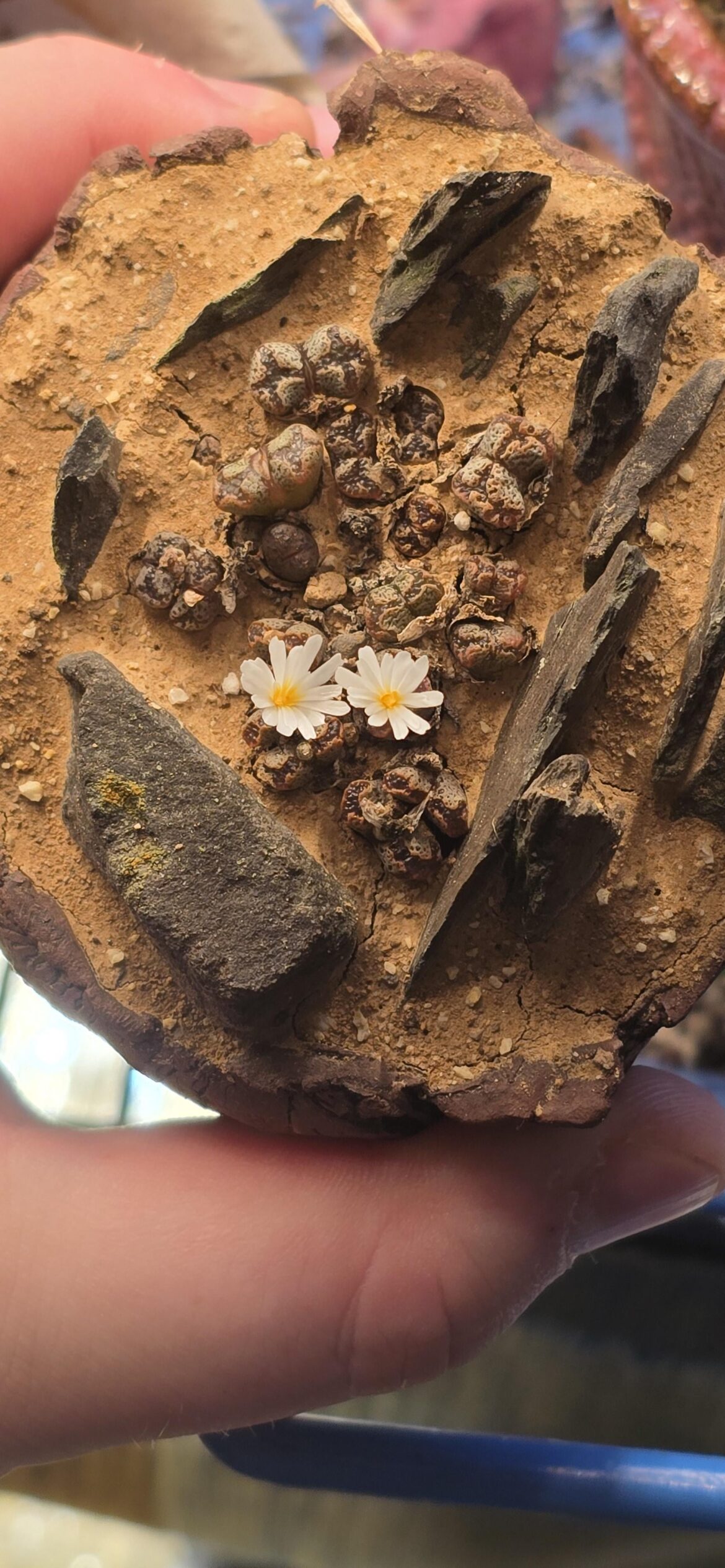 Conophytum terricolor flowers