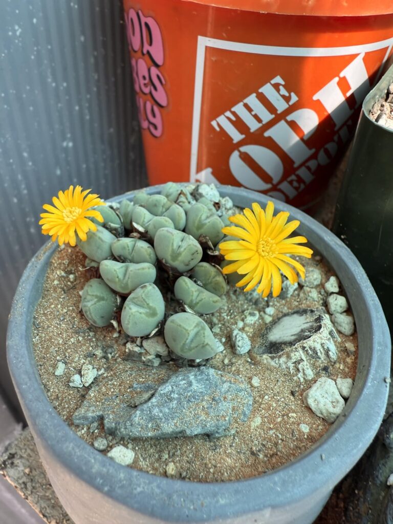 Cono season is upon us!