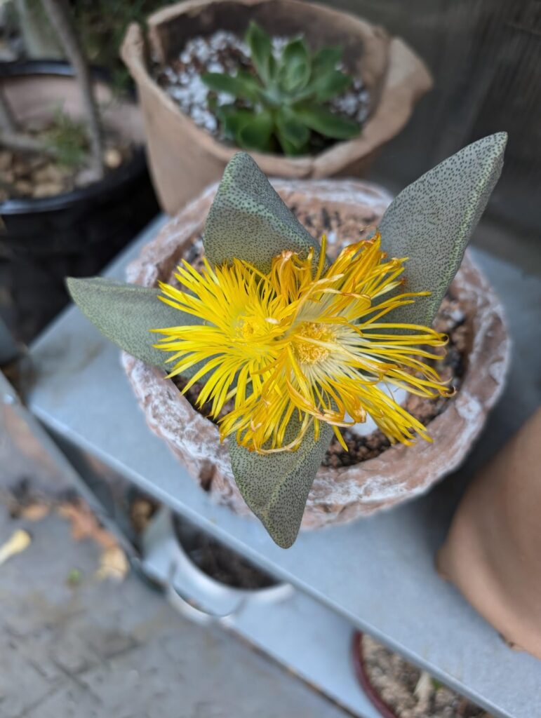 Pleiospilos in bloom