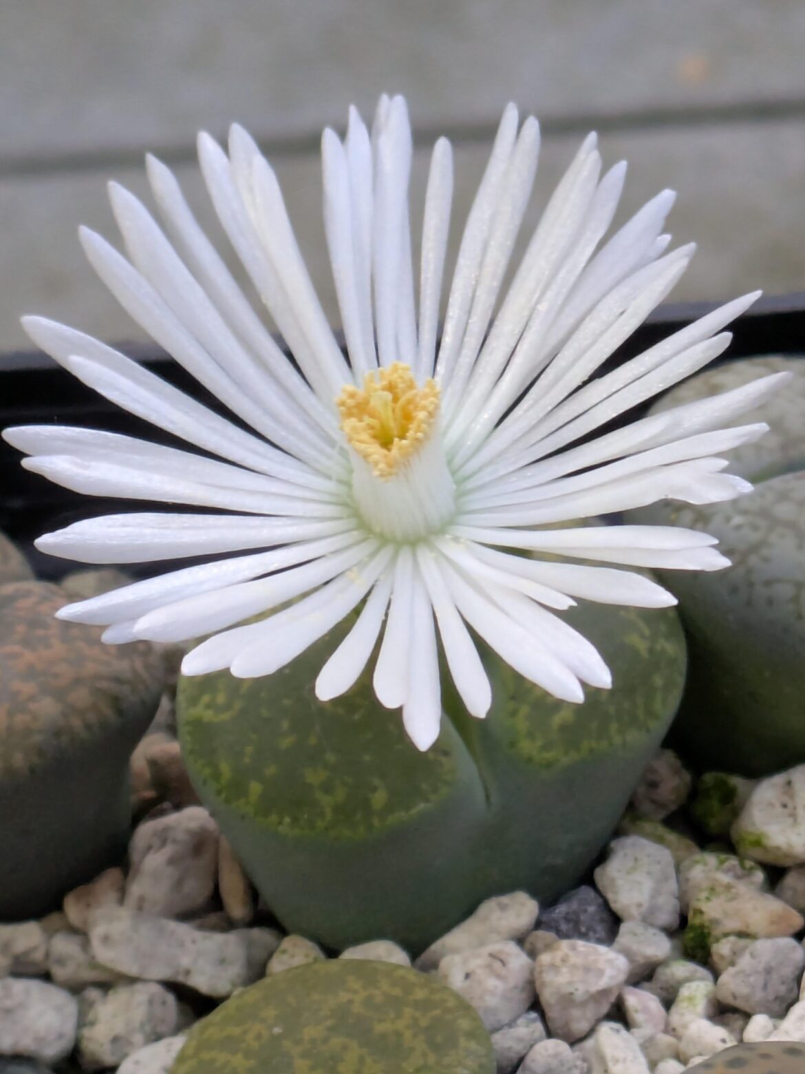 I think lithops flowers are gorgeous in their simplicity