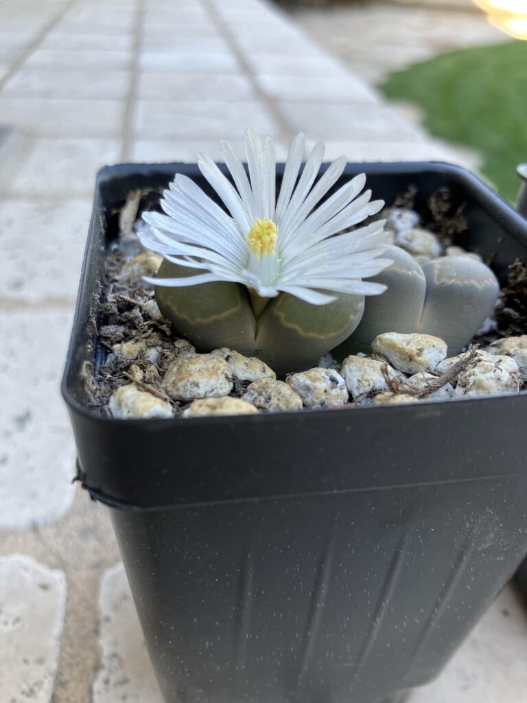 Some nice white lithops blooms!