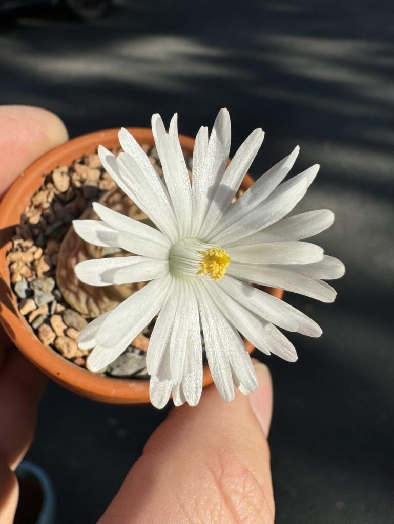 My first Lithops flower!