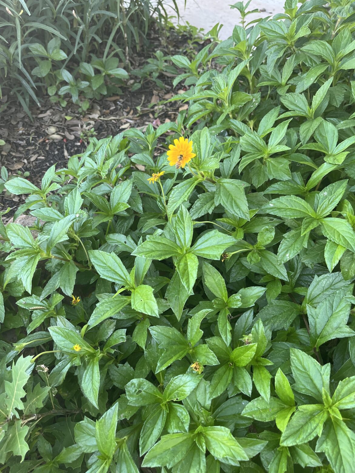 Need Help Identifying This