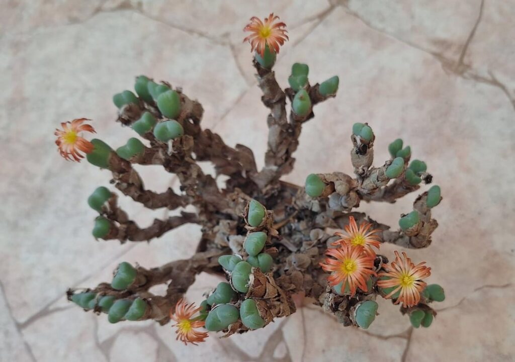 Conophytum x seikoha