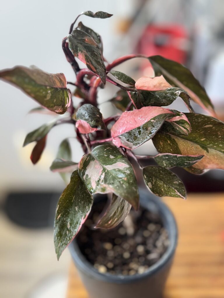 Mutant (Tissue Culture?) Pink Princess. What to do? Toss? Mutant (Tissue Culture?) Pink Princess. What to do? Toss?