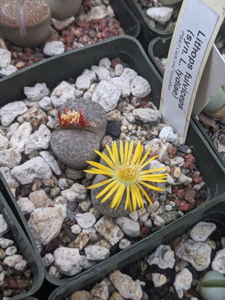 Hey friends! it's been a while. I'm still alive, as are the mesembs