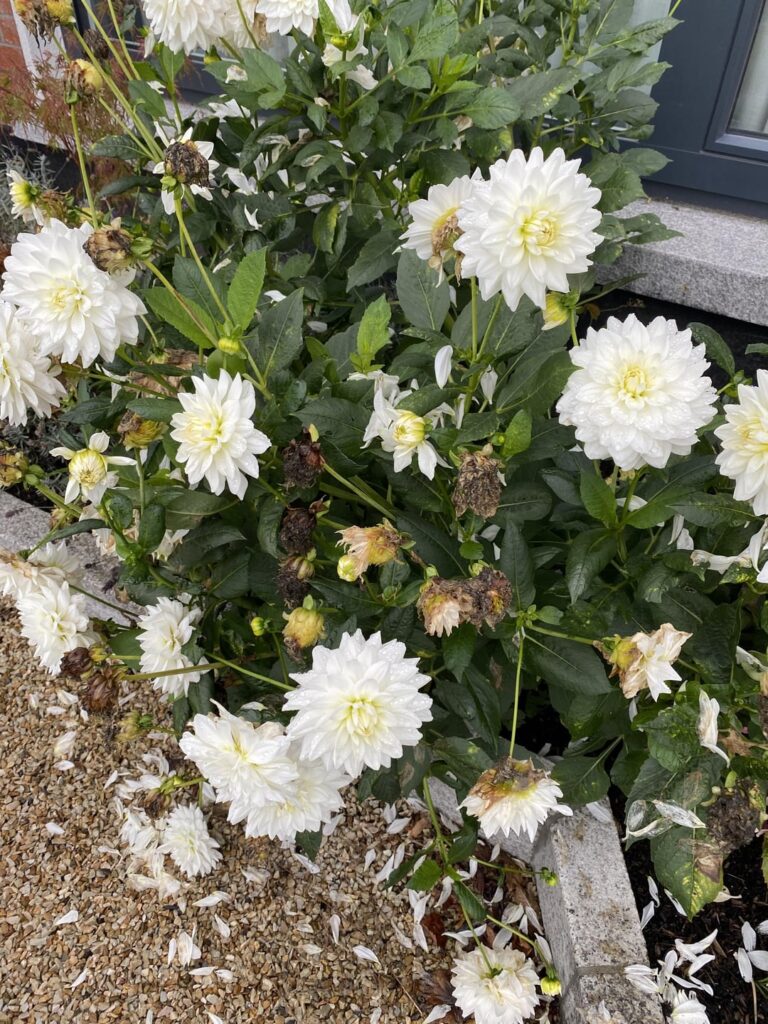 Dahlias