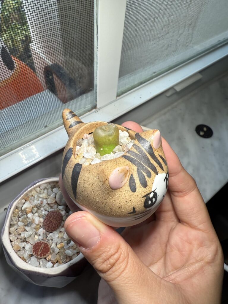 Is it okay? Is it okay?