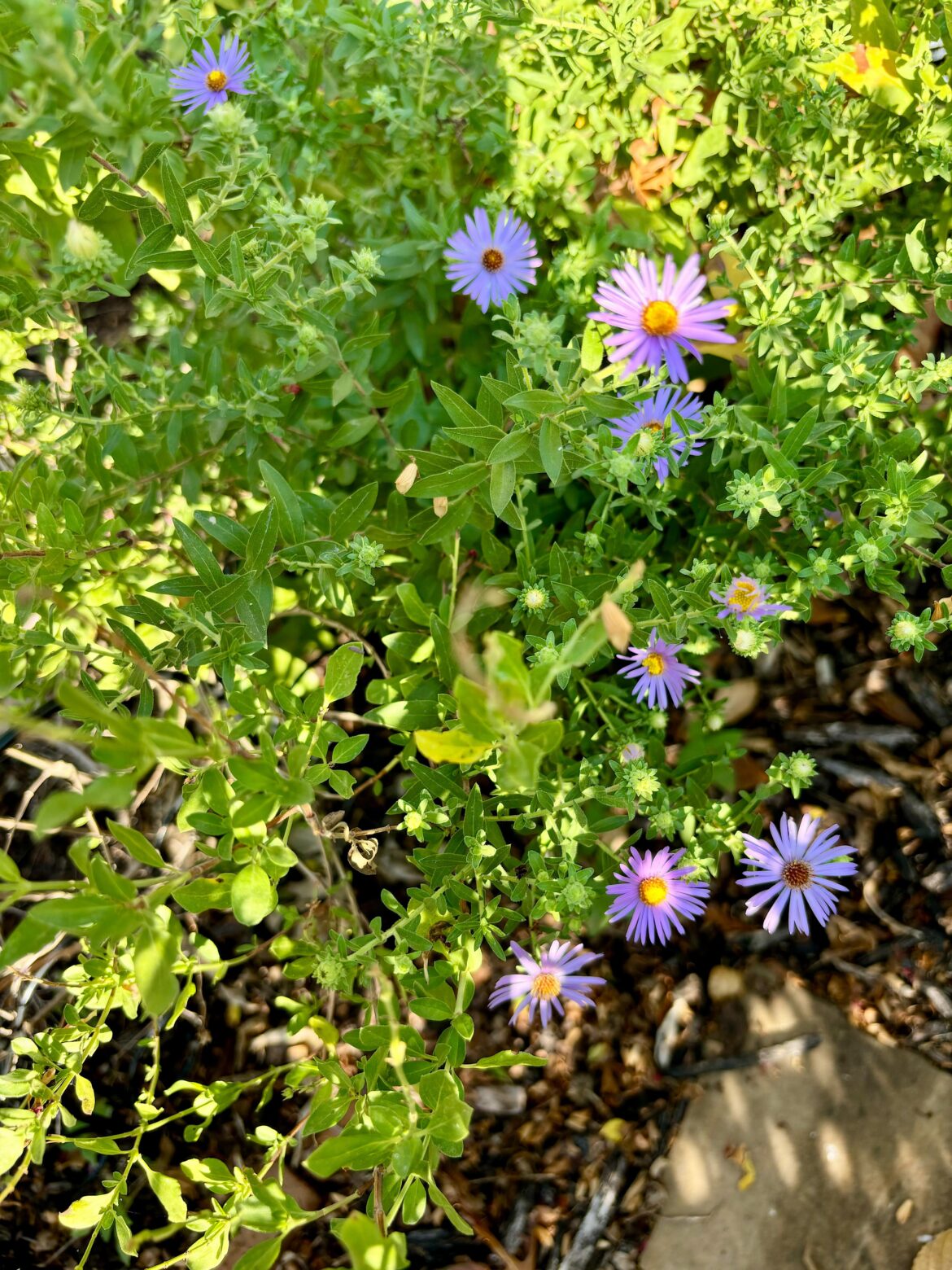 Who else is eager for the explosion of Fall Asters?