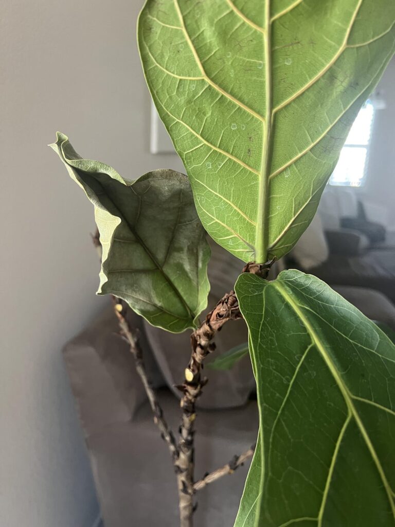 Help me figure out what’s wrong with my poor fiddle leaf before I kill it Help me figure out what’s wrong with my poor fiddle leaf before I kill it