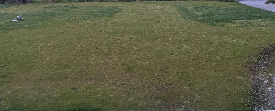 Should I fertilise my lawn?