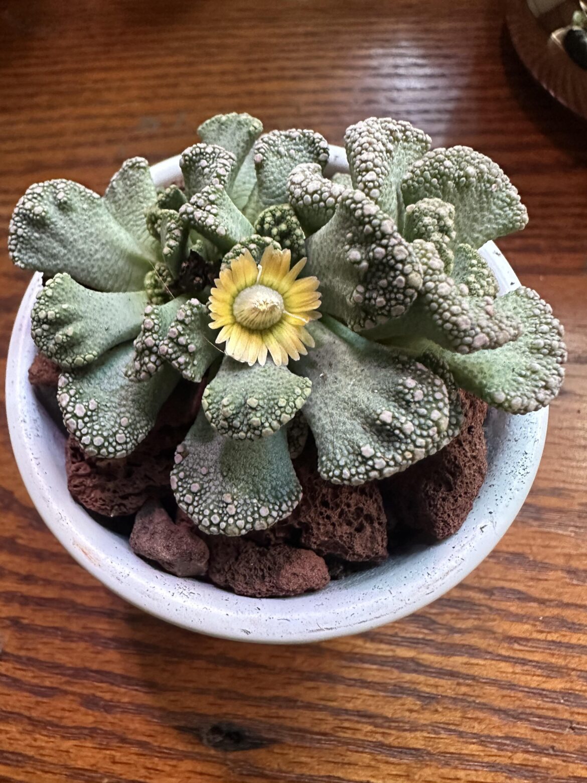 Happy titanopsis