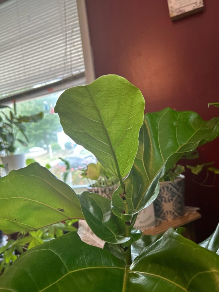 Morgan Treeman my Fiddle Leaf Fig: Morgan Treeman my Fiddle Leaf Fig: