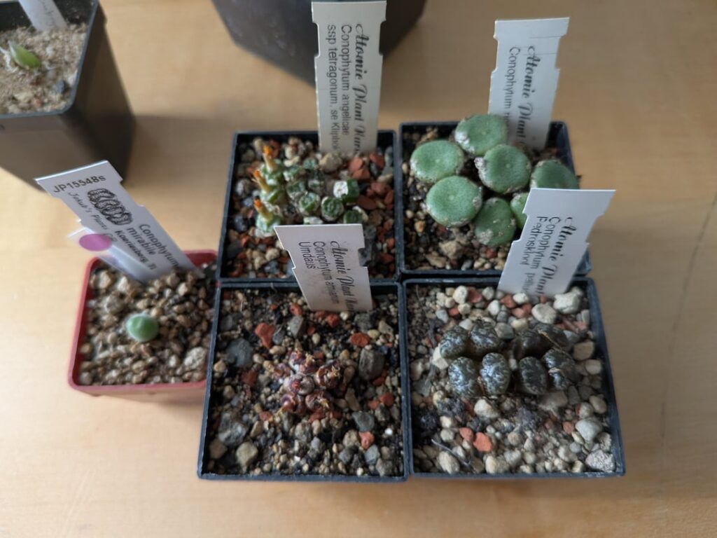 Some conos purchased at FGaS annual meeting + a few bonus non mesembs