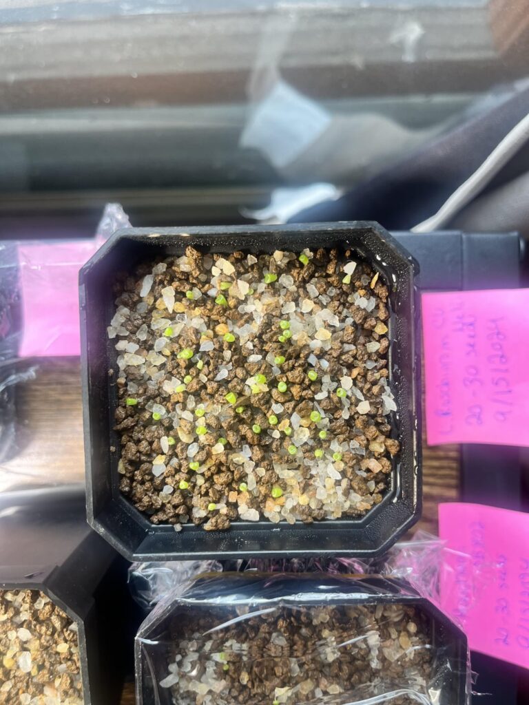 Mesemb seedlings + possible c. Maughanii failure?