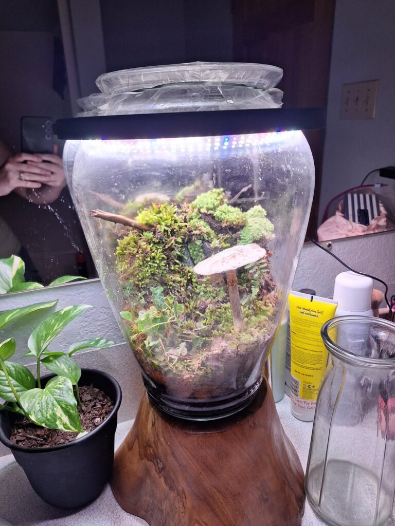 By popular demand, a non-foggy pic of my latest mossarium