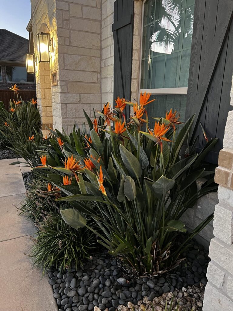 Orange Bird of Paradise Success in TX