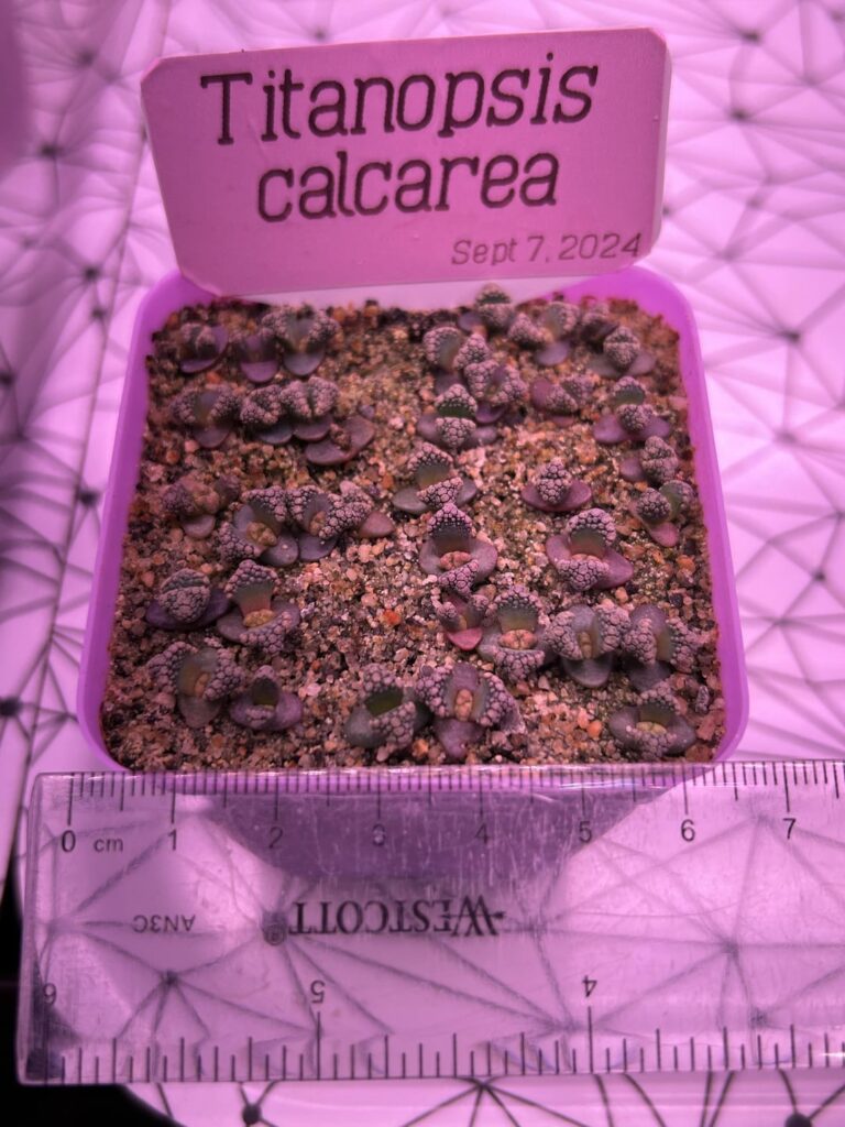 Titanopsis calcarea seedlings getting their 2nd leaves! 5.5 weeks old