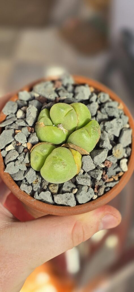 Gibbeaum cryptopodium