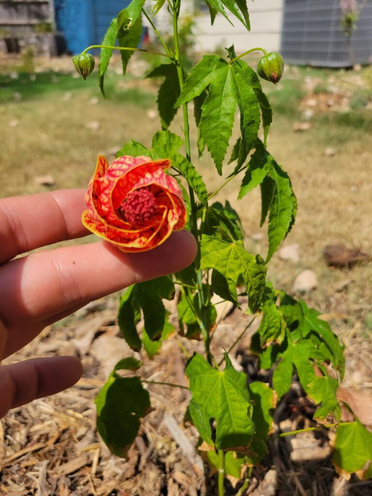 First Bloom – Chinese Lantern plant First Bloom - Chinese Lantern plant