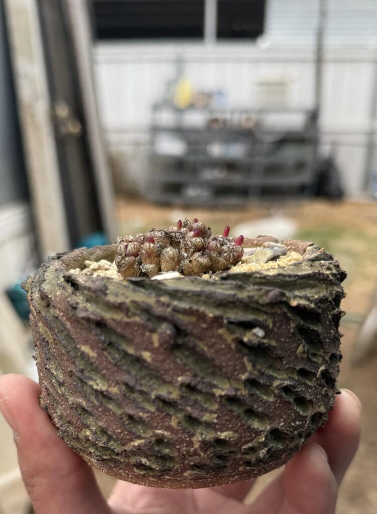 Some interesting shots of this C. conspicuum c. lambertense