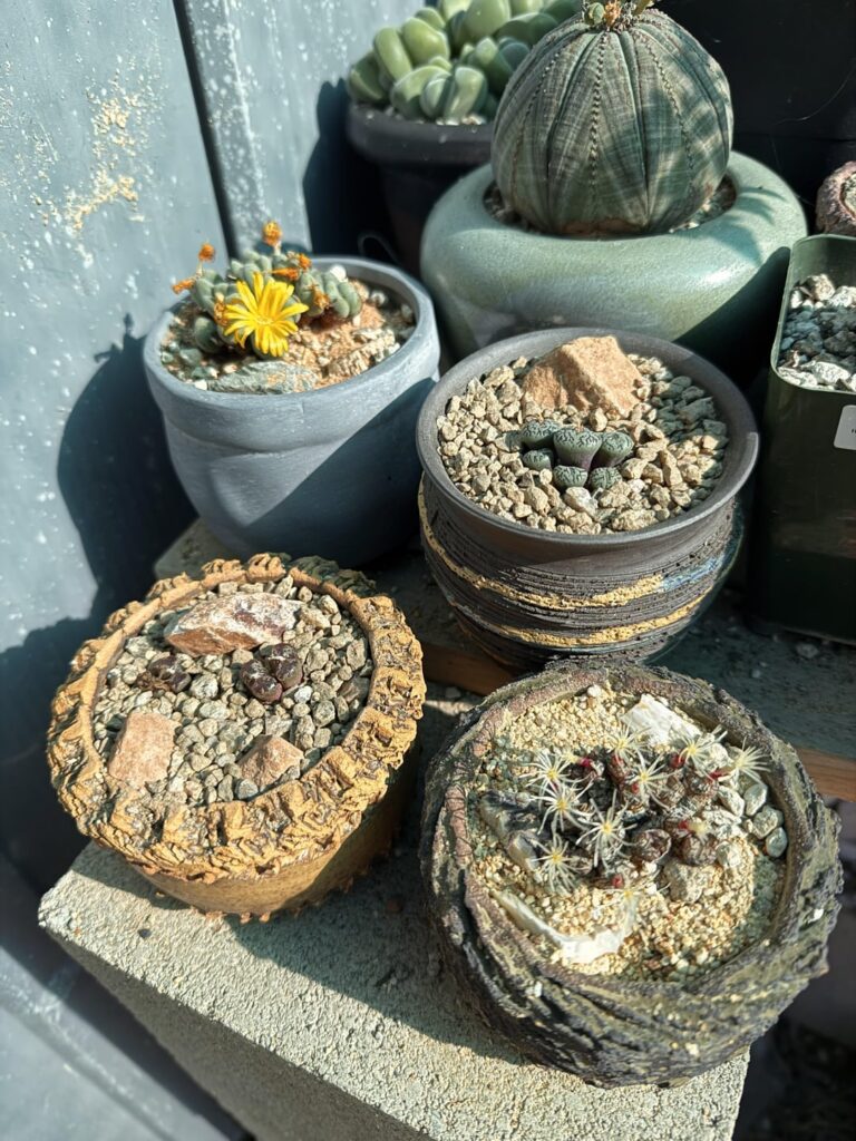 My slowly growing collection of Conophytum!