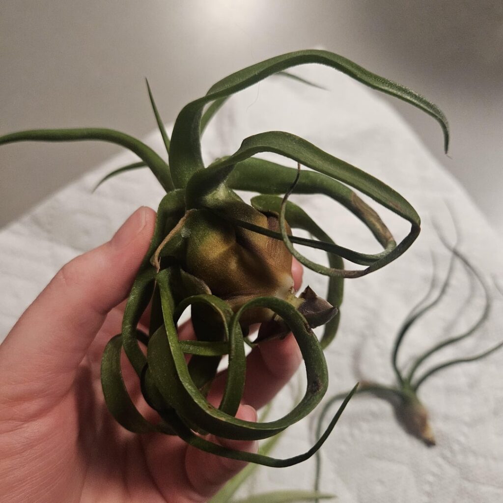 Are these guys goners?