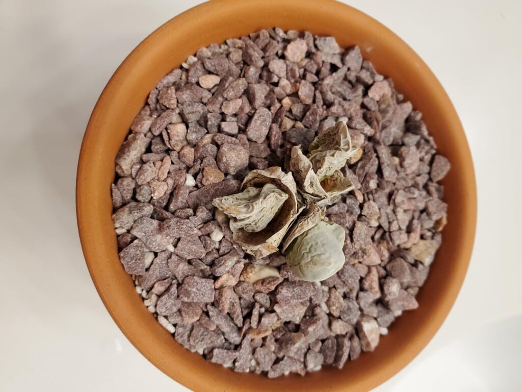 Gibbaeum album - overwatered, underwatered, splitting?