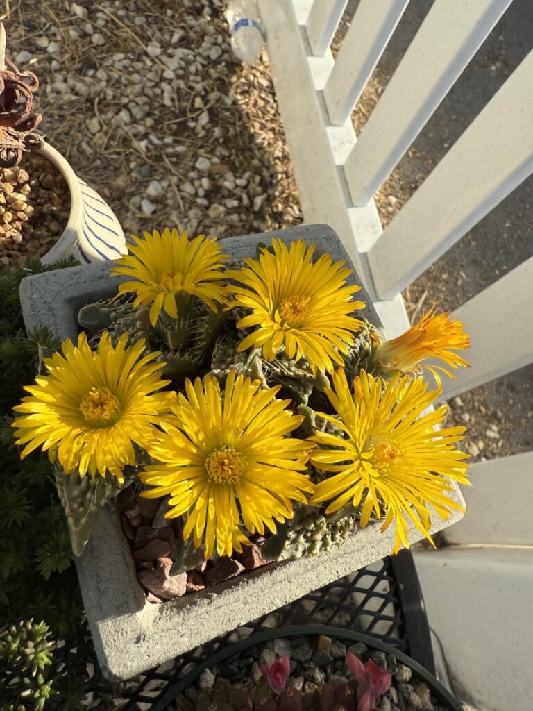 Faucaria tuberculosa absolutely popping off right now!