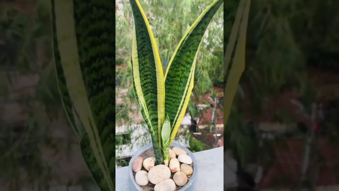 "Get Ready to Grow! Beginner Friendly Snake Plant Care Tips"