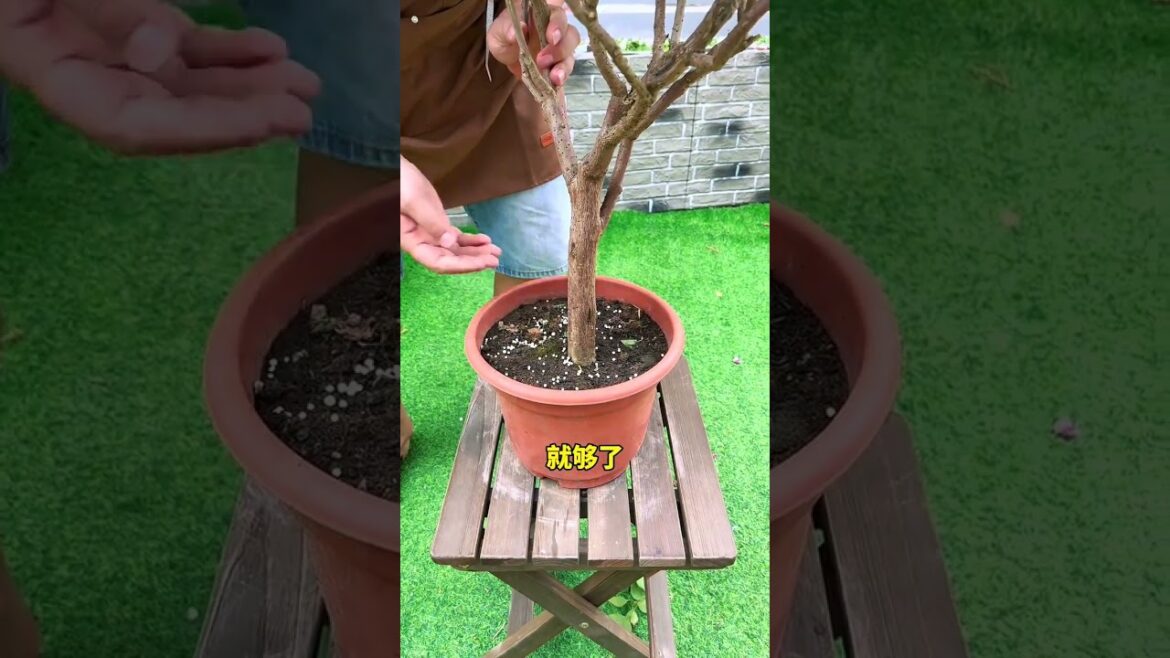 三角梅开败后，再次复花的方法#三角梅#花卉绿植#养花小知识#爱生活爱养花