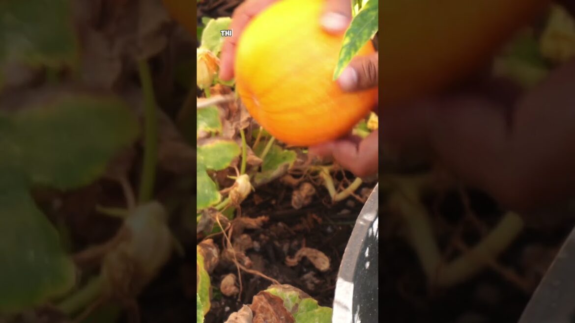 🎃 Halloween Pumpkin Harvest! | Baby Pumpkins, Fall Garden Tips & Festive Fun 🎃 #Shorts