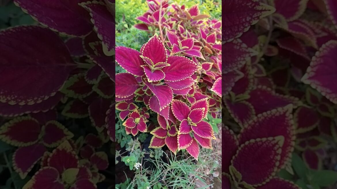 DISCOVER the Magic of Coleous Plants! #plants #shorts