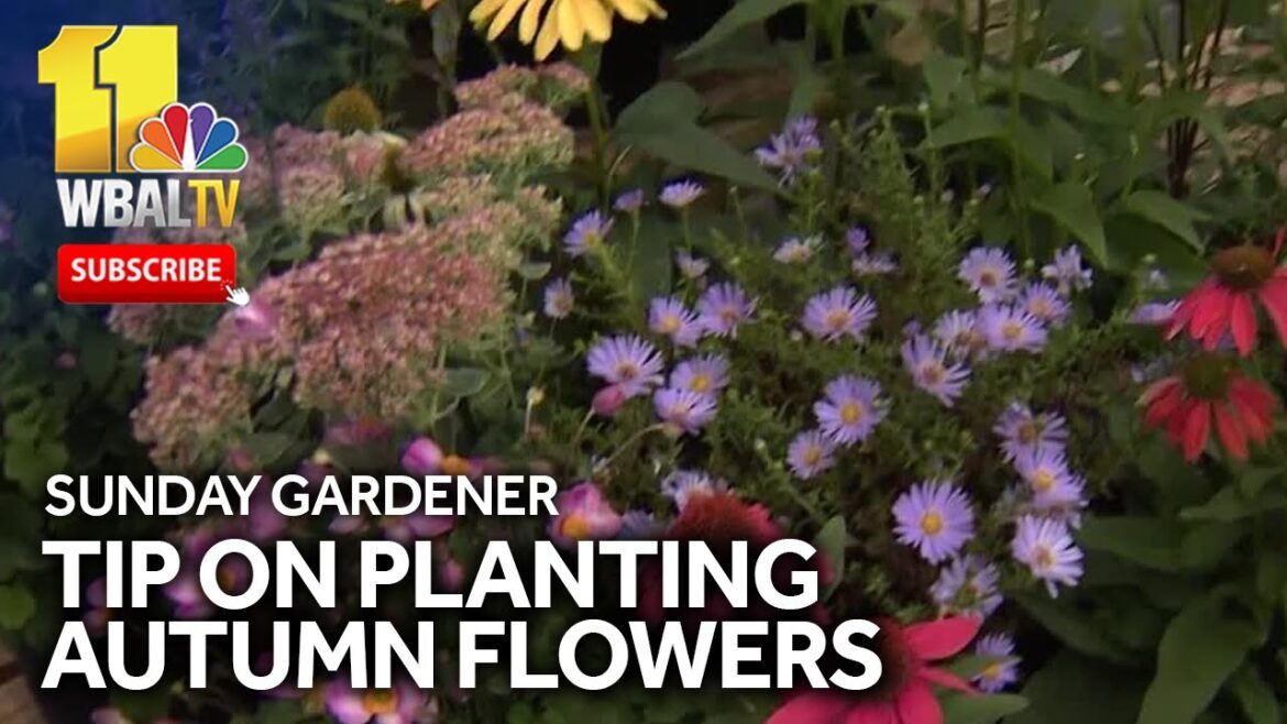 Sunday Gardener: Autumn pollinator garden advice