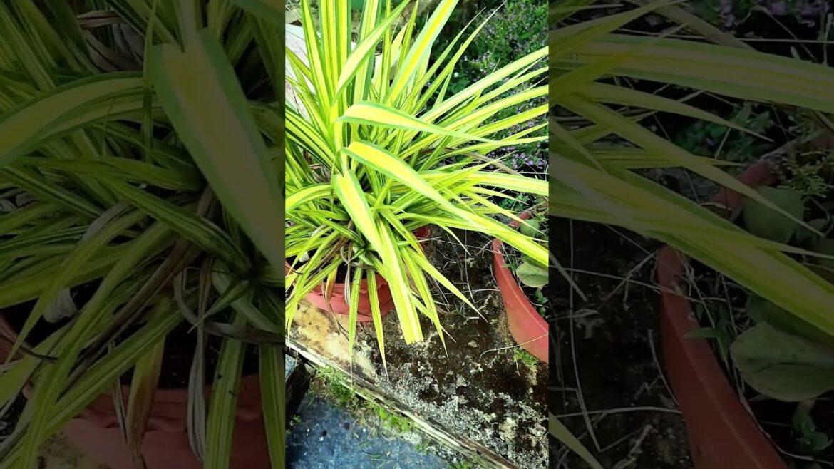Pandanus Veitchii Plant Decorate | Plant Decorate #shortvideo #bagwani #shorts Pandanus Veitchii Plant Decorate | Plant Decorate #shortvideo #bagwani #shorts