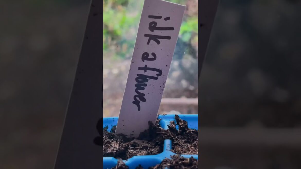 Tell me you’re a CHAOS GARDENER without telling me you’re a chaos gardener. #beginnergardening Tell me you're a CHAOS GARDENER without telling me you're a chaos gardener. #beginnergardening