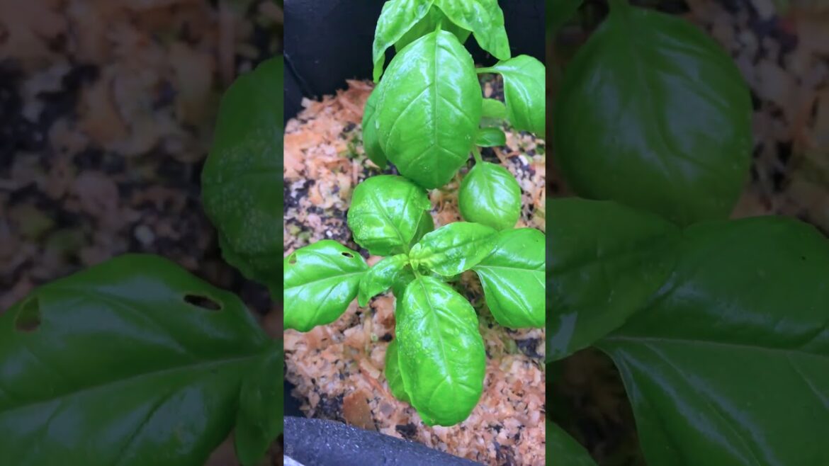 Growing container basil in the shade (seed update) #smallspacegardening #containergardening #garden Growing container basil in the shade (seed update) #smallspacegardening #containergardening #garden