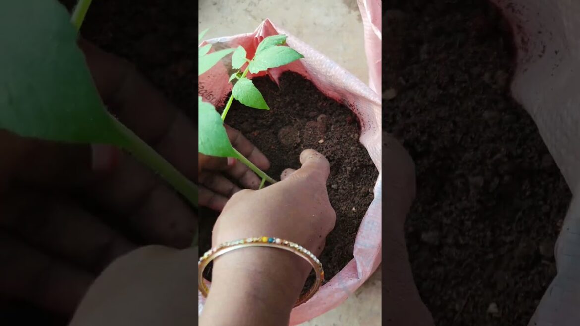 Garden tips #youtubeshorts #shortvideo #shorts #gardening #trending