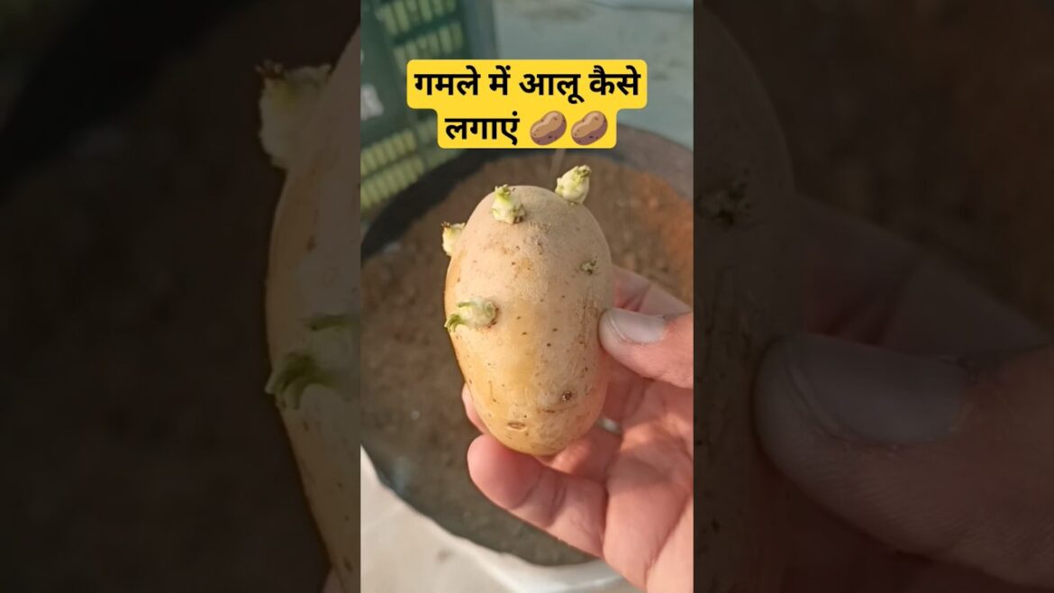 गमले में आलू कैसे उगाए | How to Grow Potatoes in Grow Bags🥔🥔 #shorts#youtubeshorts#trending#garden गमले में आलू कैसे उगाए | How to Grow Potatoes in Grow Bags🥔🥔 #shorts#youtubeshorts#trending#garden