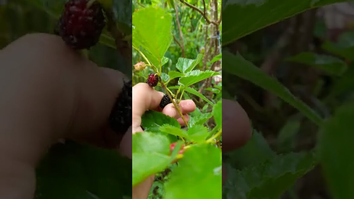 This is PRICELESS!  #smallgarden #gardening #containergardening #fruit